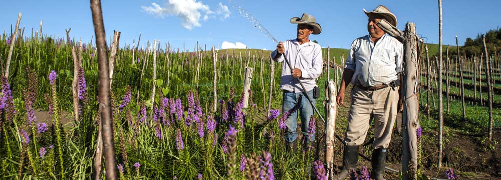 Secretaría de Agricultura y Desarrollo Rural