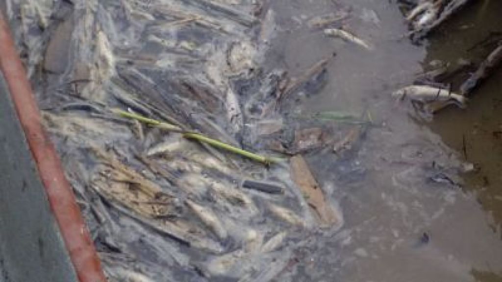 Mortandad de más de 100.000 peces de todas las especies en Puerto Berrío