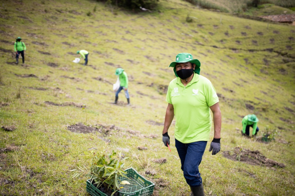 En Antioquia sembramos 4.225.997 árboles en 2020, el 52% del total reportado en Colombia