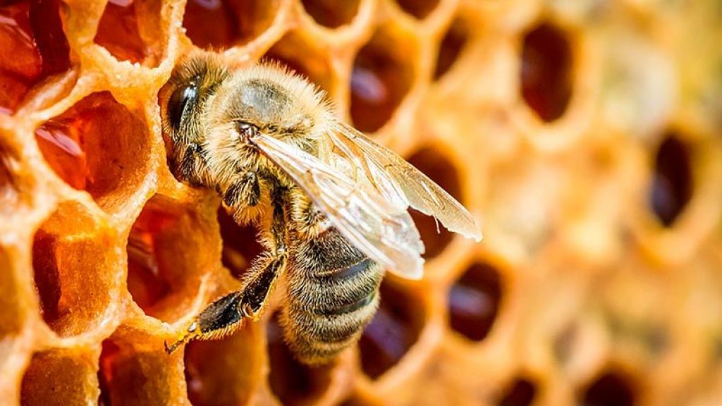 Antioquia en defensa de las abejas y polinizadores