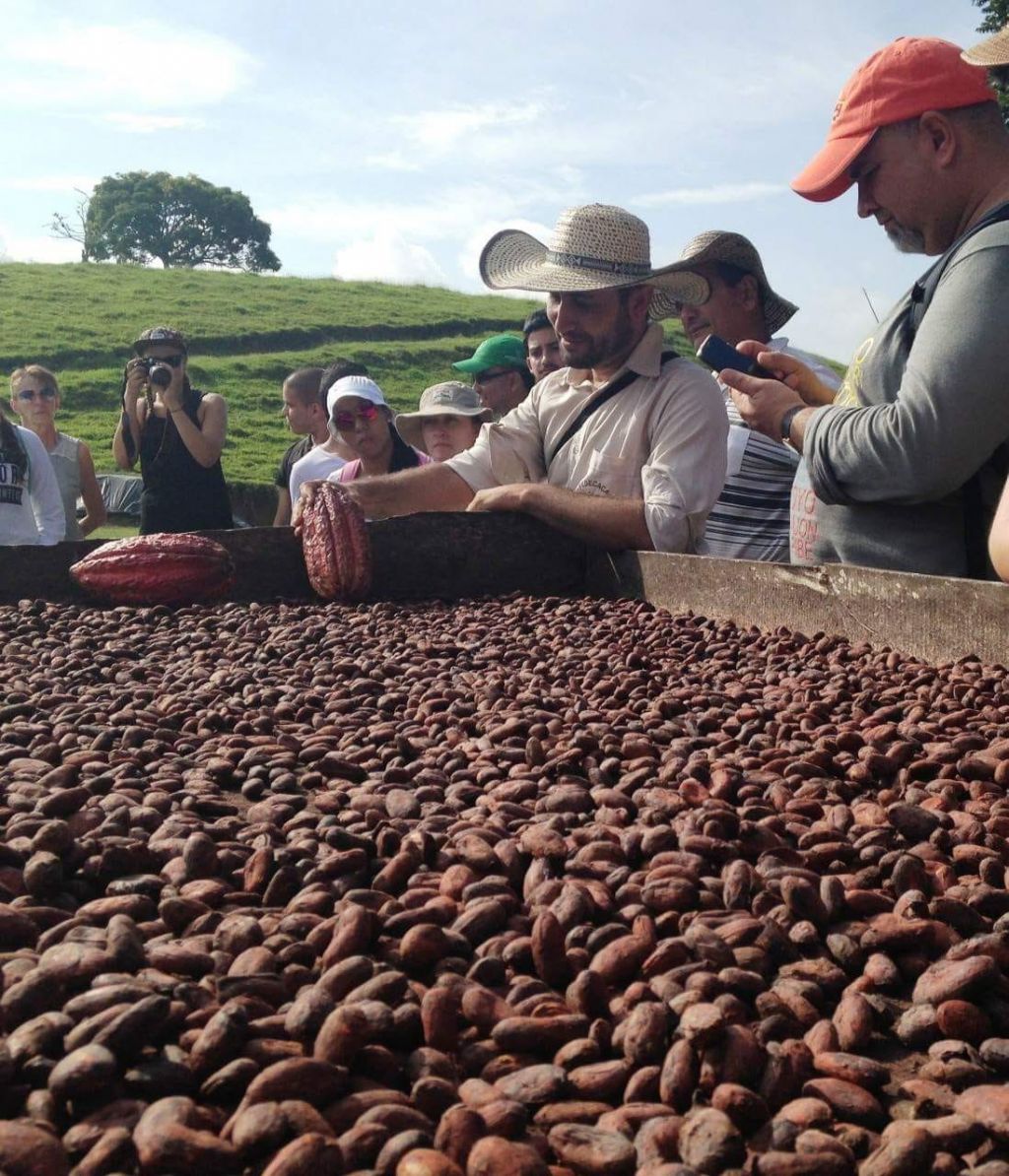 El Cacao se fortalece como gran apuesta de Antioquia para la sustitución de cultivos