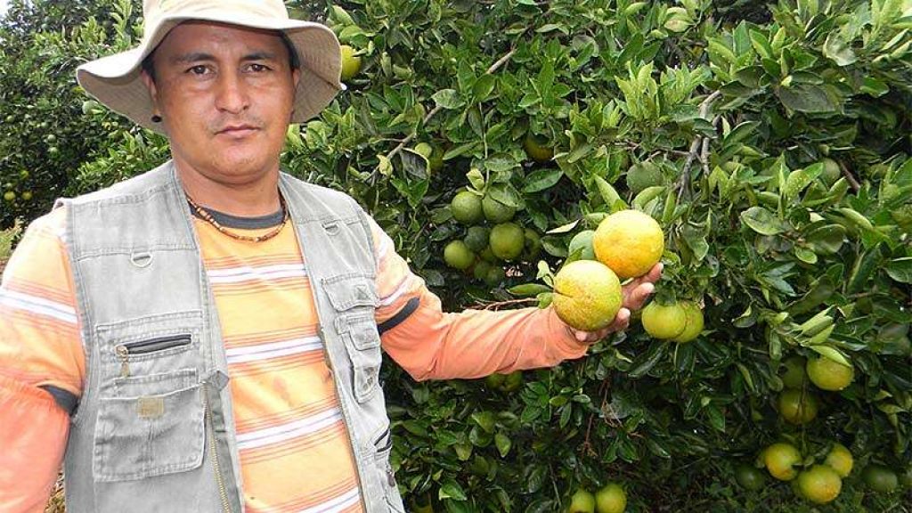 Antioquia quiere potenciar su producción de cítricos