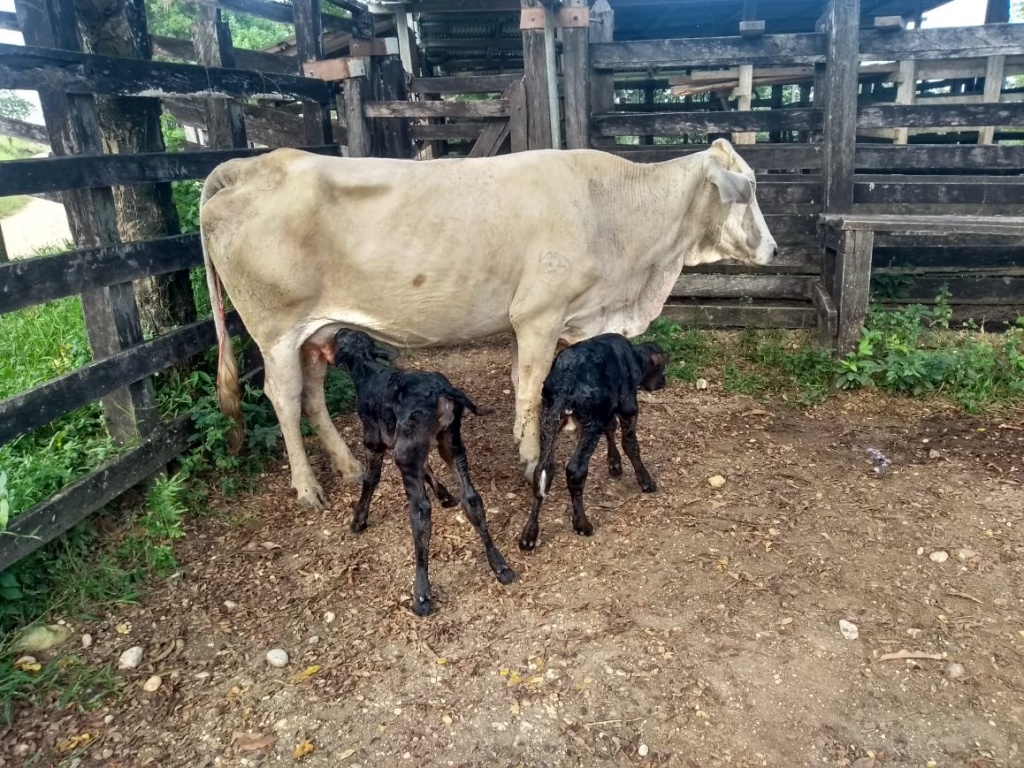 En Dabeiba se cumple el foro regional de ganado criollo