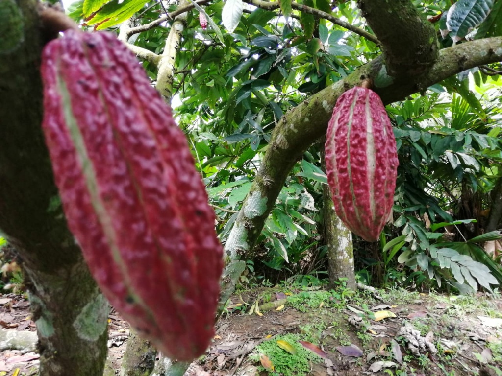 En el Urabá antioqueño se fortalece la cadena de cacao con alianzas productivas