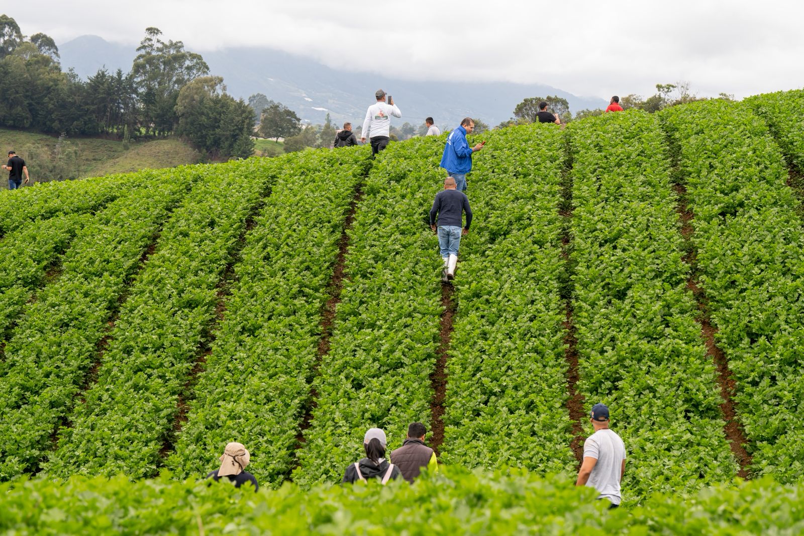 Cultivos llevan 900 toneladas de alimentos a los Bancos, para apoyar a niñas, niños y adolescentes