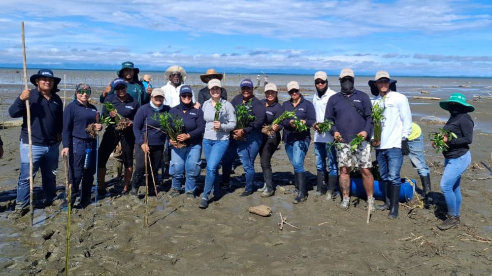 La Gobernación de Antioquia ha sembrado 78 hectáreas de manglar para la restauración del ecosistema en el Golfo de Urabá 