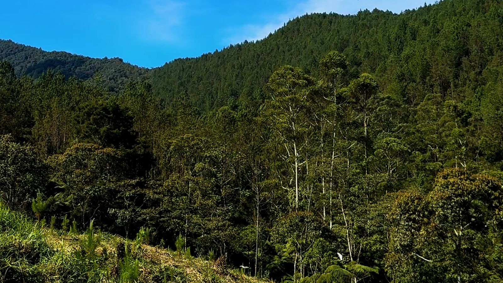 Antioquia fortalece la protección de ecosistemas estratégicos a través del Pago por Servicios Ambientales