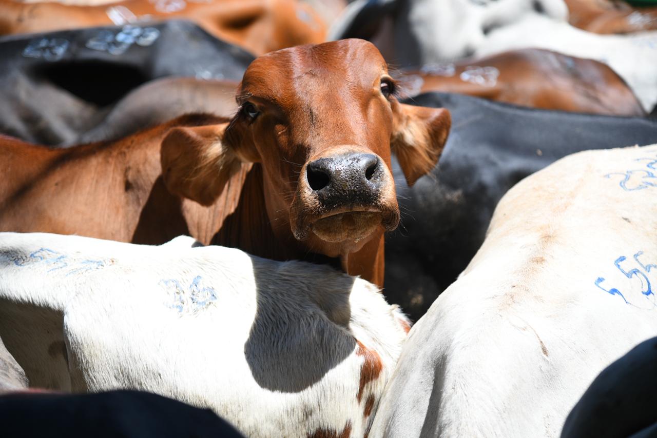 Gobernación de Antioquia invierte más de 20 mil millones de pesos para beneficiar la ganadería en el Departamento