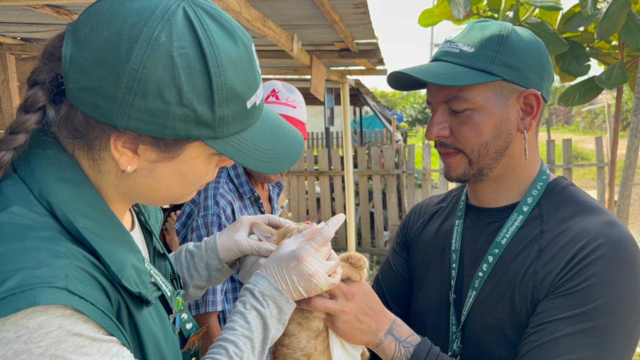 Más de 300 animales de compañía afectados por las emergencias asociadas a lluvias del Urabá han sido atendidos por la Gobernación de Antioquia