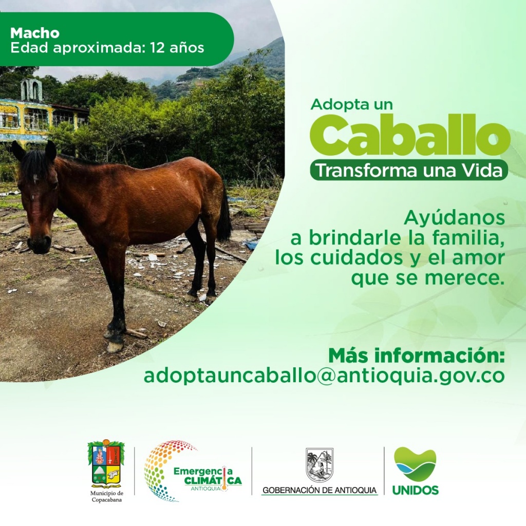 La Gerencia de Bienestar Animal de Antioquia busca adoptantes de caballos en situación de vulnerabilidad