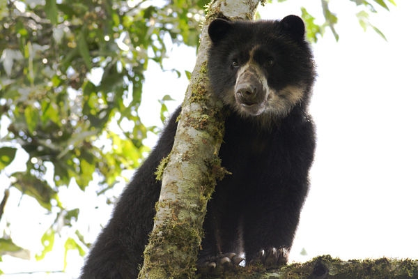 Segundo Festival del Oso de Anteojos