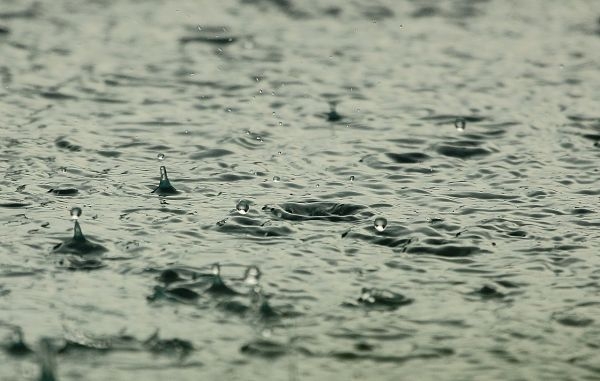 En esta temporada de lluvias hay que estar alerta ante la presencia de animales ponzoñosos y venenosos